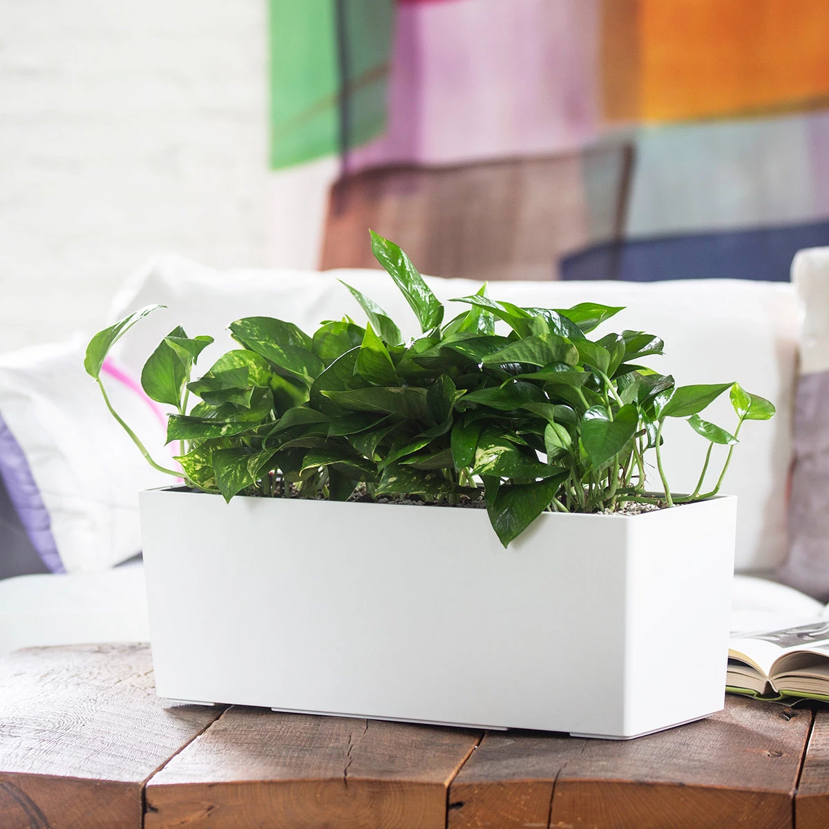 My City Plants Pothos Balconera - White