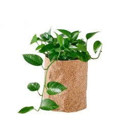My City Plants Pothos Trendcover 23 - Dark Cork Medium/Small Plants 1' - 2'