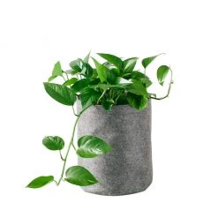My City Plants Pothos Trendcover 23 - Dark Gray