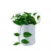 My City Plants Pothos Trendcover 23 - Light Gray Medium/Small Plants 1' - 2'