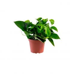 My City Plants Pothos In 6" Nursery Pot Medium/Small Plants 1' - 2'