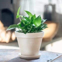 My City Plants Medium/Small Plants 1' - 2' Pothos In 8" Clay Pot