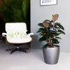 My City Plants Rubber Plant Bush Classico - Charcoal Metallic Large Plants 3' - 5'