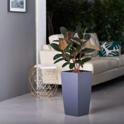 My City Plants Rubber Plant Bush Cubico - Slate Large Plants 3' - 5'