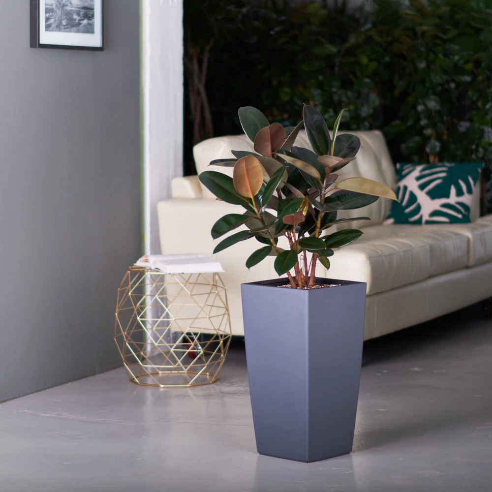 My City Plants Rubber Plant Bush Cubico - Slate Large Plants 3' - 5'