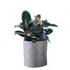 My City Plants Rubber Plant Bush Trendcover 32 - Dark Gray Medium Light Plants