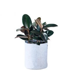 My City Plants Medium Light Plants Rubber Plant Bush Trendcover 32 - Light Gray