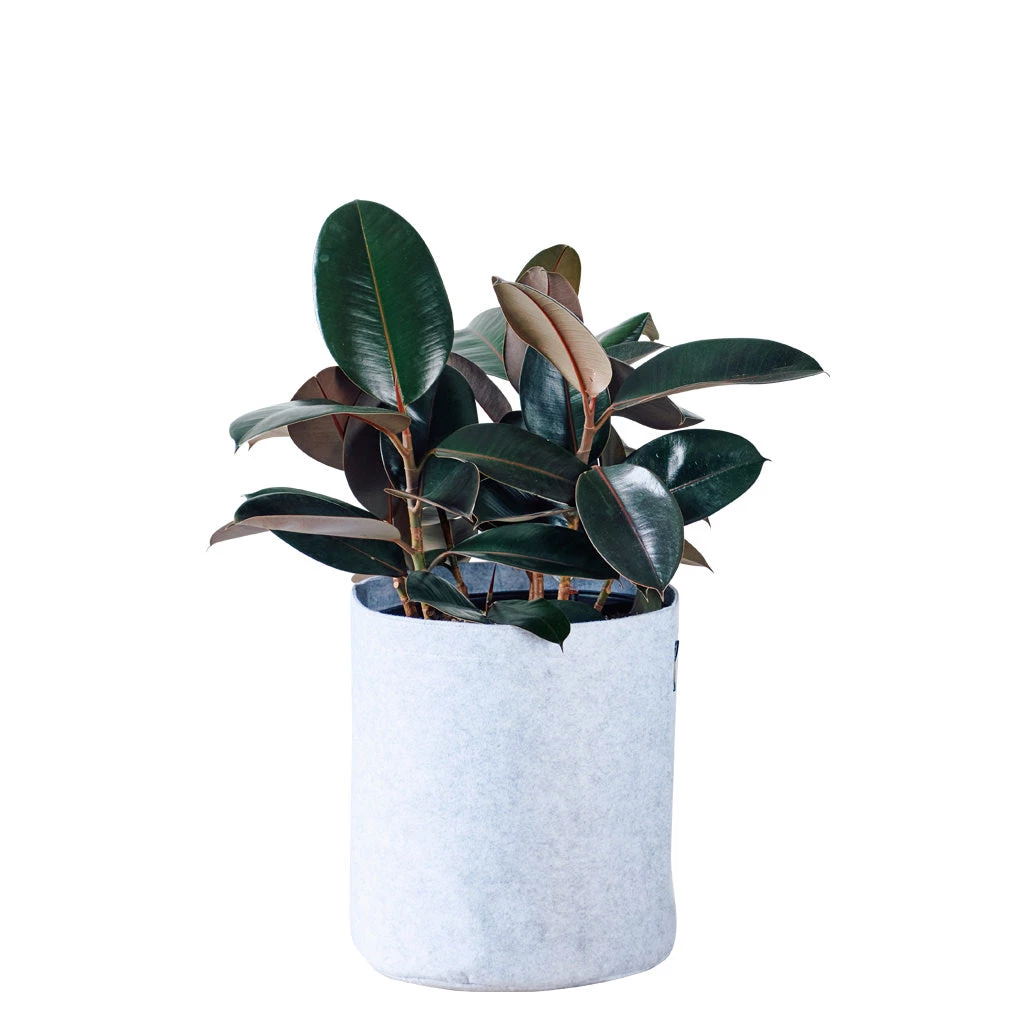 My City Plants Medium Light Plants Rubber Plant Bush Trendcover 32 - Light Gray