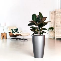 My City Plants Large Plants 3' - 5' Rubber Plant Bush Rondo - Charcoal Metallic