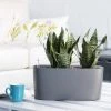 My City Plants Sansevieria Windowsill Charcoal Metallic