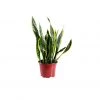 My City Plants Sansevieria In 6" Nursery Pot Medium/Small Plants 1' - 2'