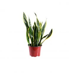 My City Plants Sansevieria In 6" Nursery Pot Medium/Small Plants 1' - 2'