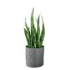 My City Plants Sansevieria Trendcover 32 - Dark Gray Low Light Plants