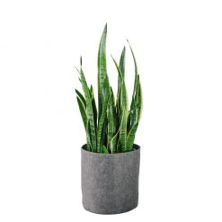 My City Plants Sansevieria Trendcover 32 - Dark Gray Low Light Plants