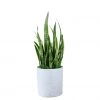 My City Plants Low Light Plants Sansevieria Trendcover 32 - Light Gray