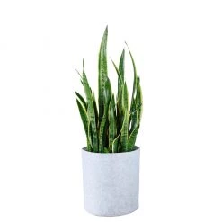 My City Plants Low Light Plants Sansevieria Trendcover 32 - Light Gray