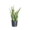 My City Plants Sansevieria In 10" Nursery Pot