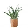 My City Plants Sansevieria Sayuri Trendcover 32 - Dark Cork