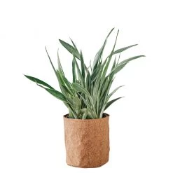 My City Plants Sansevieria Sayuri Trendcover 32 - Dark Cork