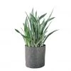 My City Plants Sansevieria Sayuri Trendcover 32 - Dark Gray Large Plants 3' - 5'
