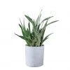 My City Plants Sansevieria Sayuri Trendcover 32 - Light Gray