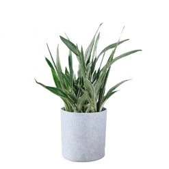 My City Plants Sansevieria Sayuri Trendcover 32 - Light Gray