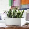 My City Plants Medium/Small Plants 1' - 2' Sansevieria Balconera - White