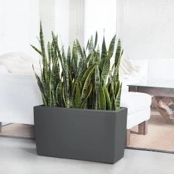 My City Plants Sansevieria Cararo Charcoal Metallic