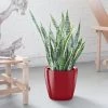 My City Plants Large Plants 3' - 5' Sansevieria Classico Red