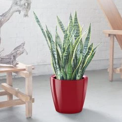 My City Plants Large Plants 3' - 5' Sansevieria Classico Red
