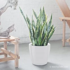 My City Plants Low Light Plants Sansevieria Classico - White