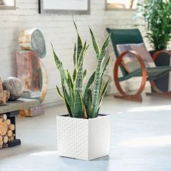 My City Plants Large Plants 3' - 5' Sansevieria Cube Cottage - White