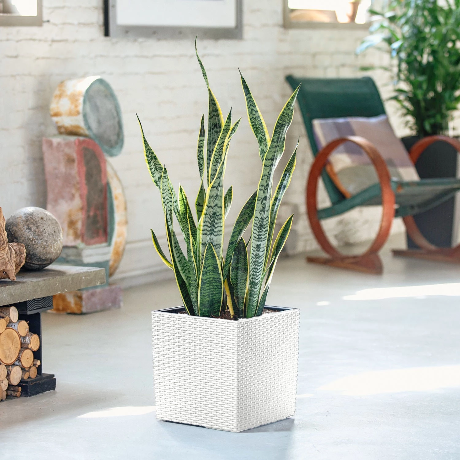 My City Plants Large Plants 3' - 5' Sansevieria Cube Cottage - White