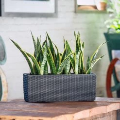 My City Plants Sansevieria Balconera Cottage - Granite