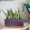 My City Plants Medium/Small Plants 1' - 2' Sansevieria Balconera Cottage - Mocha