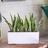 My City Plants Sansevieria Balconera Cottage - White