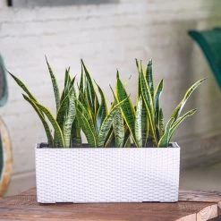 My City Plants Sansevieria Balconera Cottage - White