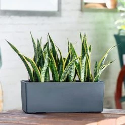 My City Plants Sansevieria Balconera - Slate