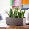 My City Plants Sansevieria Balconera - Nutmeg
