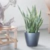 My City Plants Sansevieria Classico Charcoal Metallic
