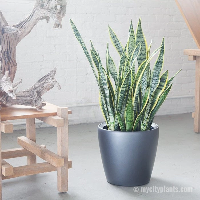 My City Plants Sansevieria Classico Charcoal Metallic