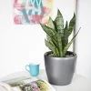 My City Plants Medium/Small Plants 1' - 2' Sansevieria Classico Mini Charcoal Metallic