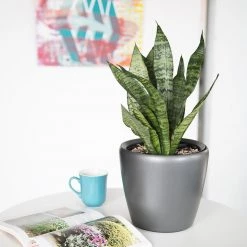 My City Plants Medium/Small Plants 1' - 2' Sansevieria Classico Mini Charcoal Metallic