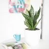 My City Plants Sansevieria Classico Mini White