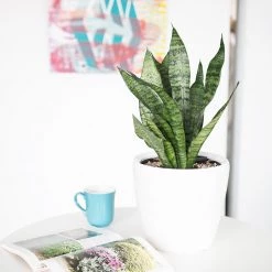 My City Plants Sansevieria Classico Mini White