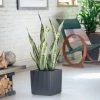 My City Plants Large Plants 3' - 5' Sansevieria Cube Cottage - Granite
