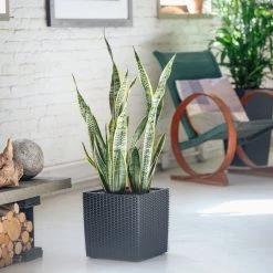 My City Plants Large Plants 3' - 5' Sansevieria Cube Cottage - Granite