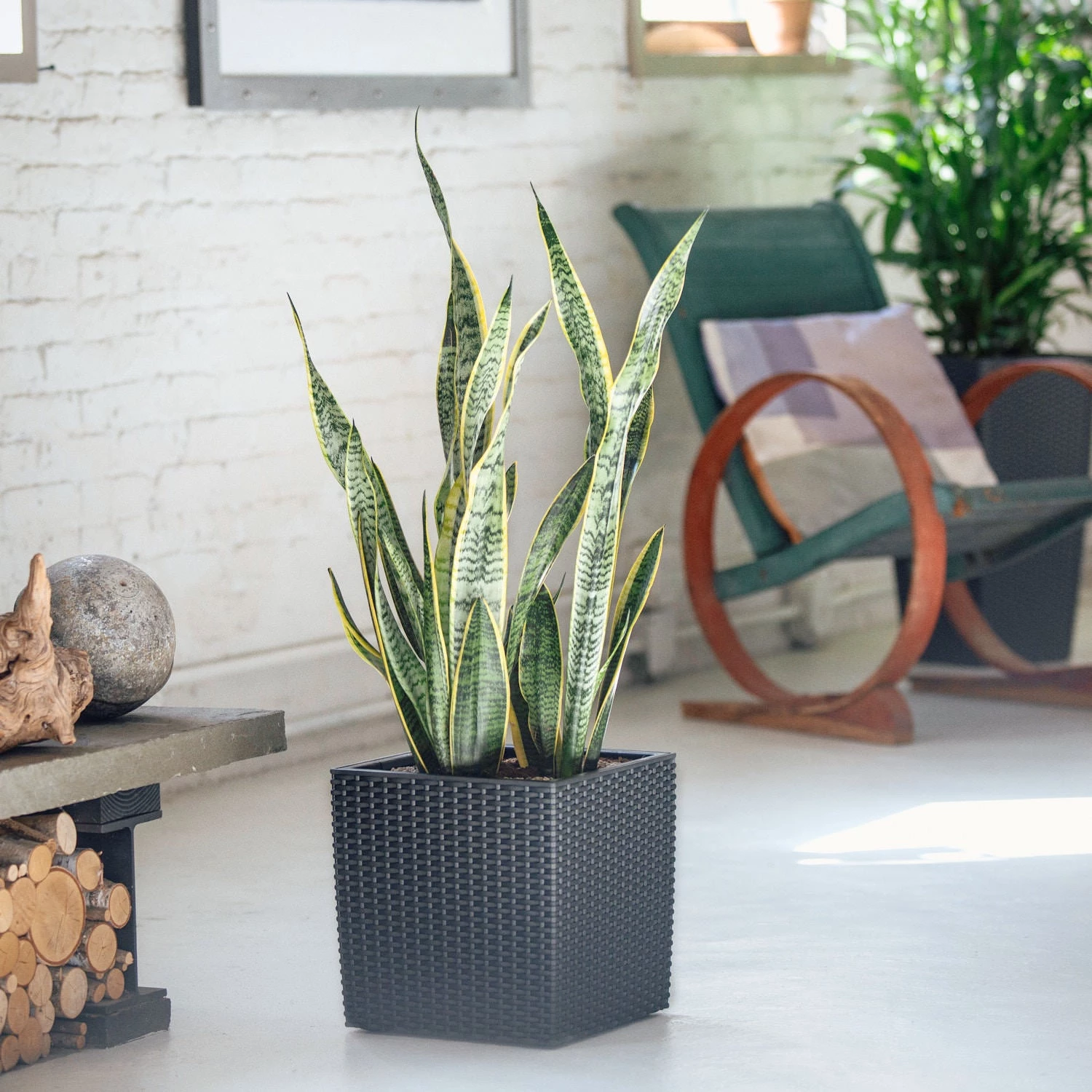 My City Plants Large Plants 3' - 5' Sansevieria Cube Cottage - Granite