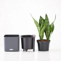 My City Plants Sansevieria Cube 16 - Slate