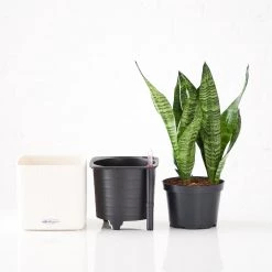 My City Plants Medium/Small Plants 1' - 2' Sansevieria Cube 16 - White
